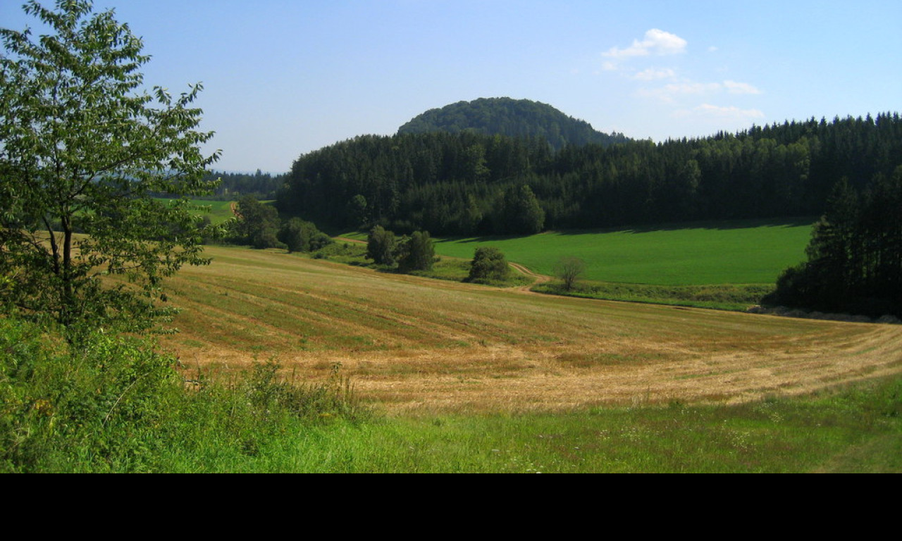 Tapeta zampach18