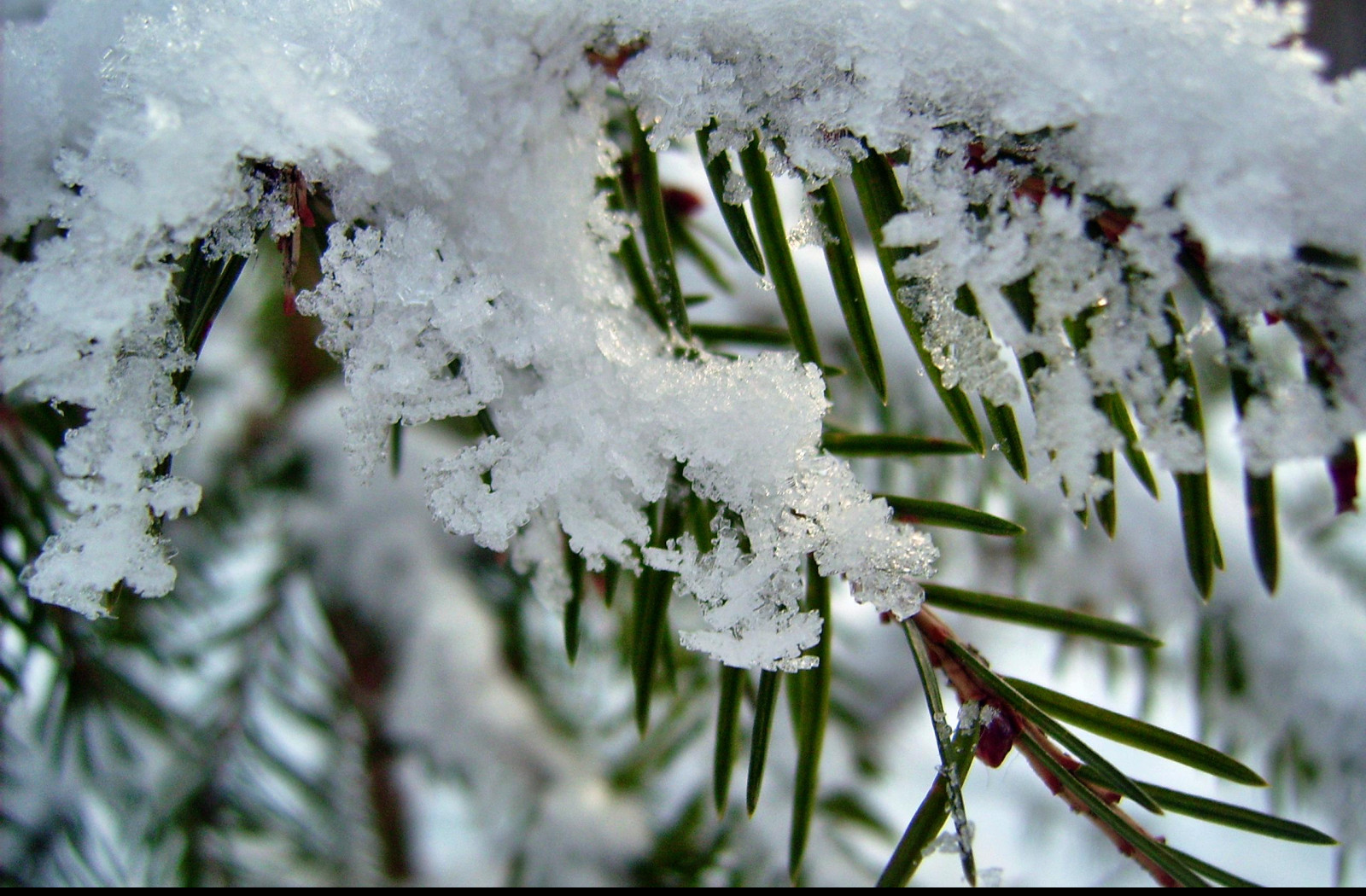 Tapeta zasnezena_vetevka