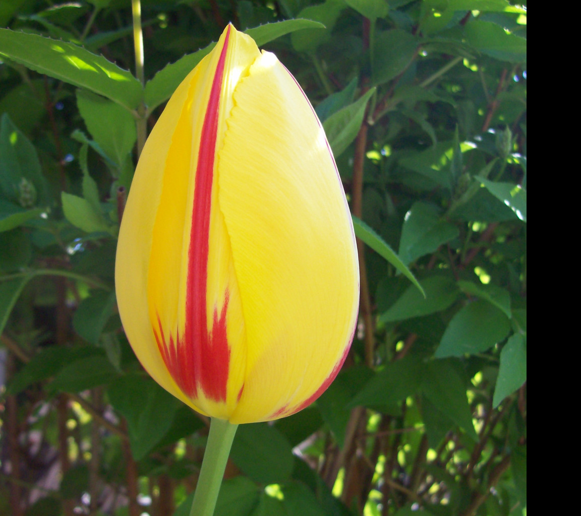 Tapeta zavity_tulipan