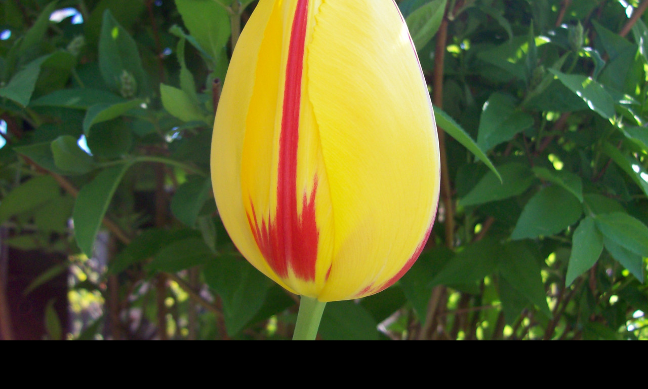 Tapeta zavity_tulipan