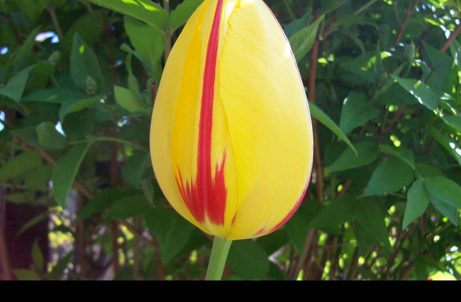 Tapeta zavity_tulipan