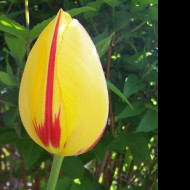 Tapeta zavity_tulipan