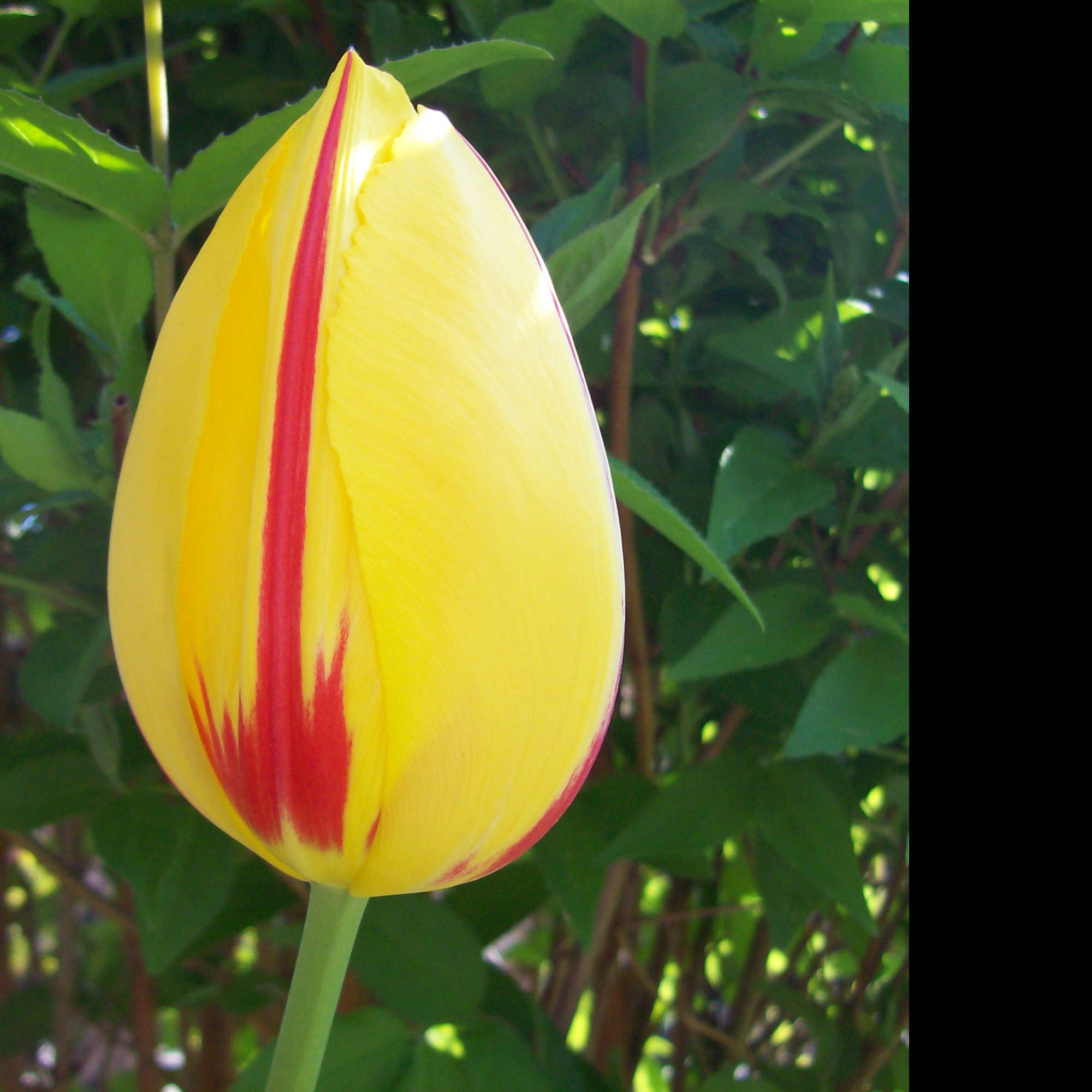 Tapeta zavity_tulipan
