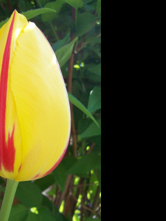 Tapeta zavity_tulipan