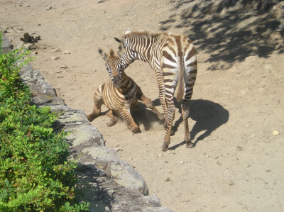 Tapeta: Zebra DK