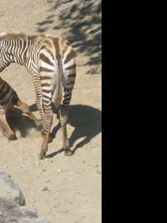 Tapeta zebra_dk