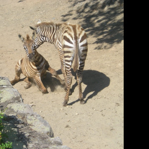Tapeta zebra_dk