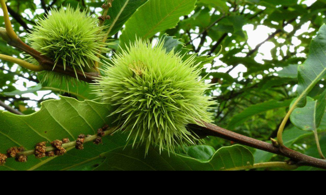 Tapeta zeleny_jezek_