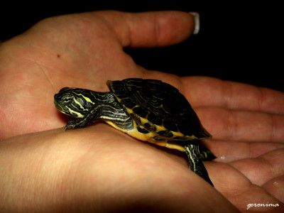 Tapeta: želva v dlaních