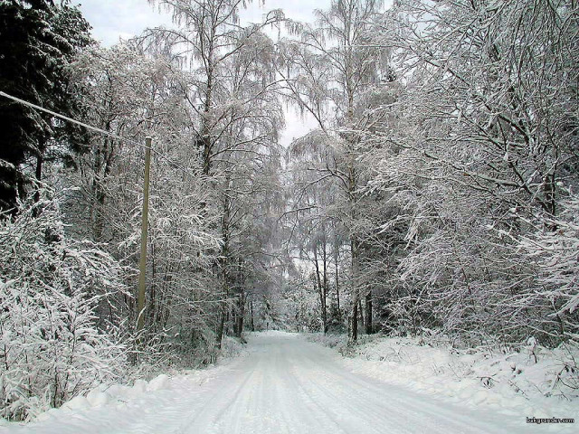 Tapeta zimasvedska