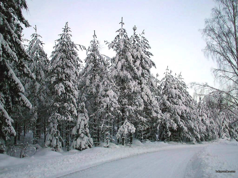 Tapeta zimasvedska18