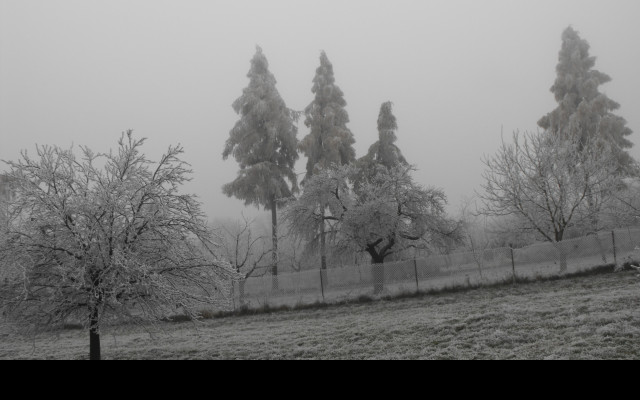 Tapeta zimni_zahrada