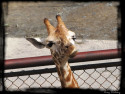 Tapeta irafa - zoo Olomouc