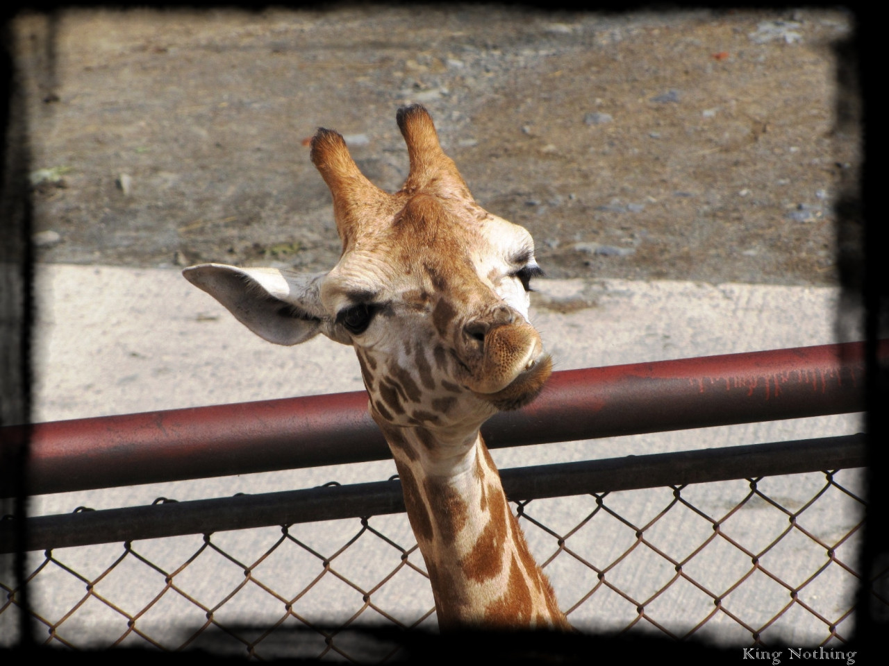 Tapeta zirafa___zoo_olomouc