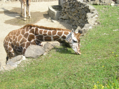 Tapeta: Žirafa  Lešná