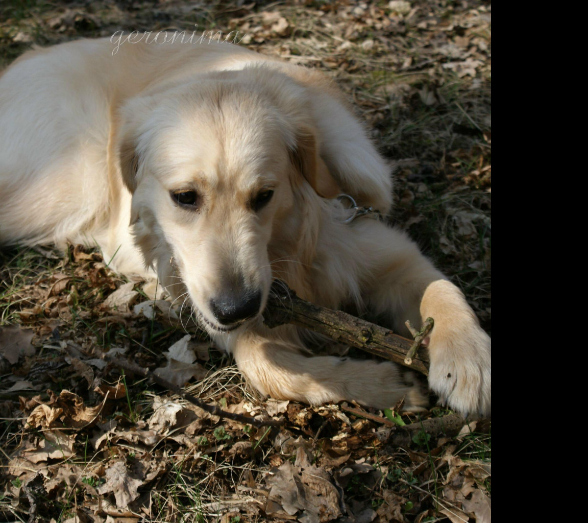 Tapeta zlaty_retrivr___v_lese