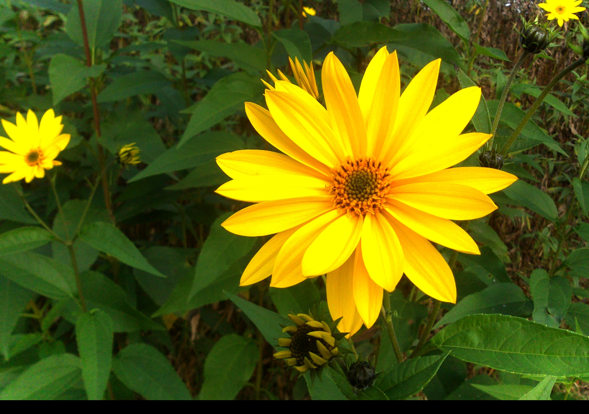 Tapeta zluta_flora