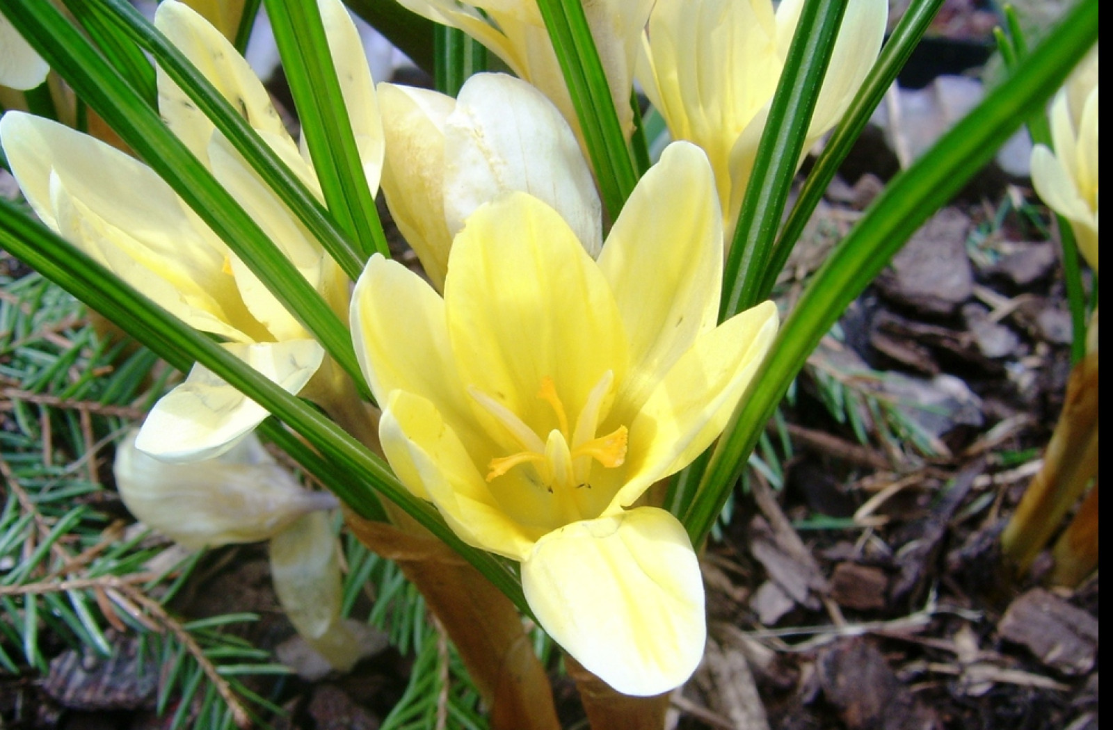 Tapeta zluta_kyticka___krokus