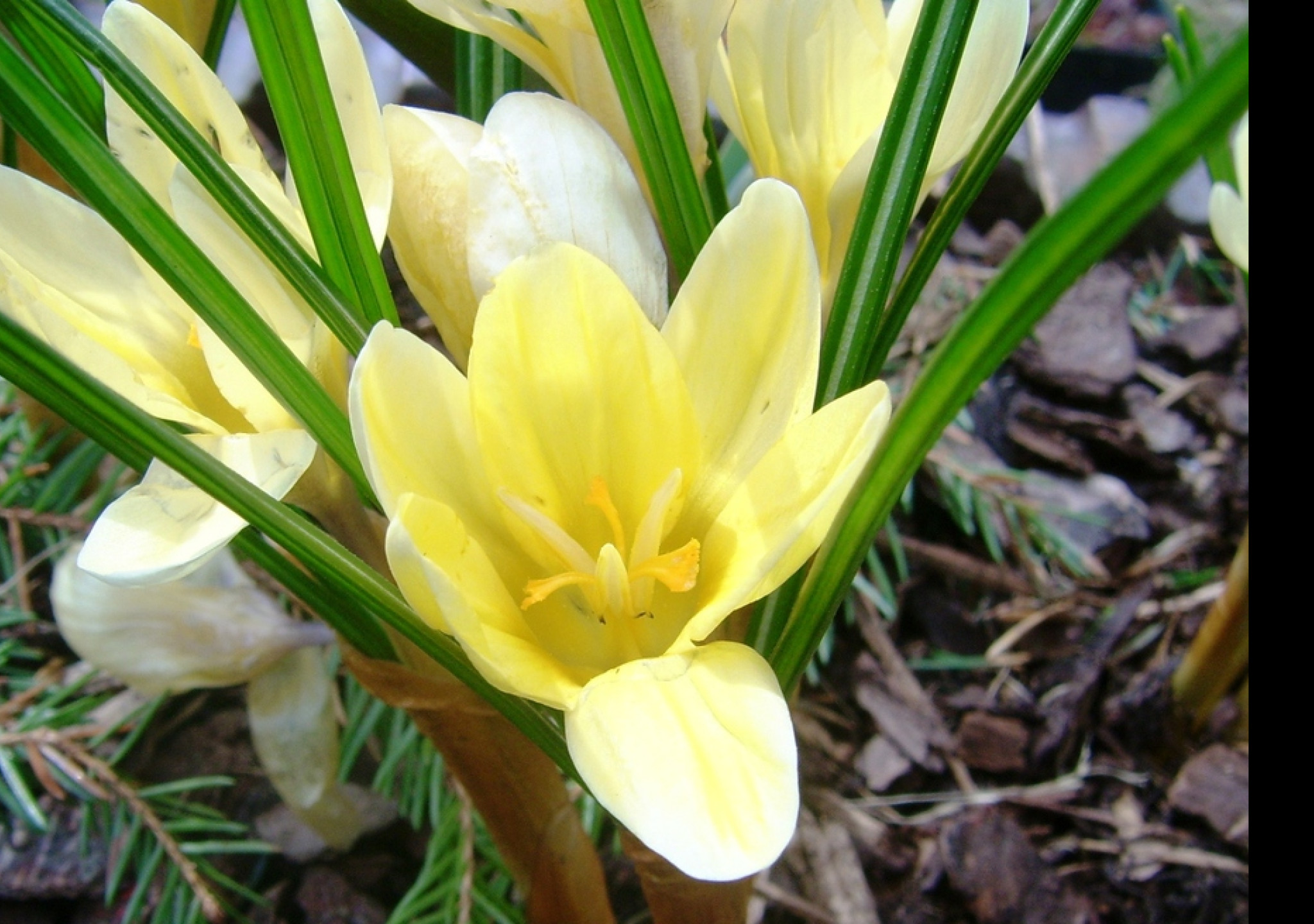 Tapeta zluta_kyticka___krokus