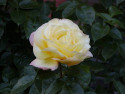 Tapeta Žlutá růže