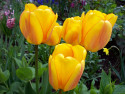 Tapeta Žluté tulipány