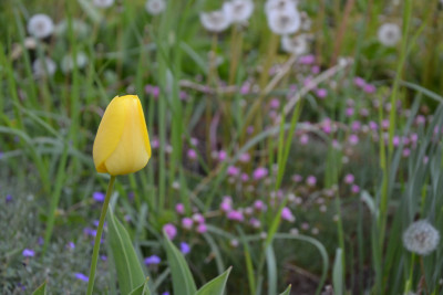 Tapeta: �lut� tulip�n 2