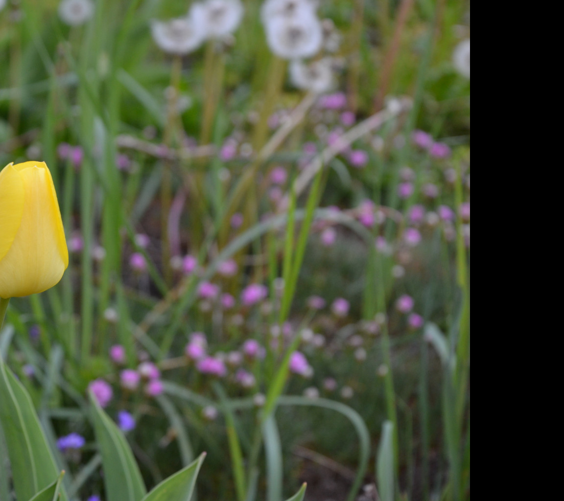 Tapeta zluty_tulipan_2