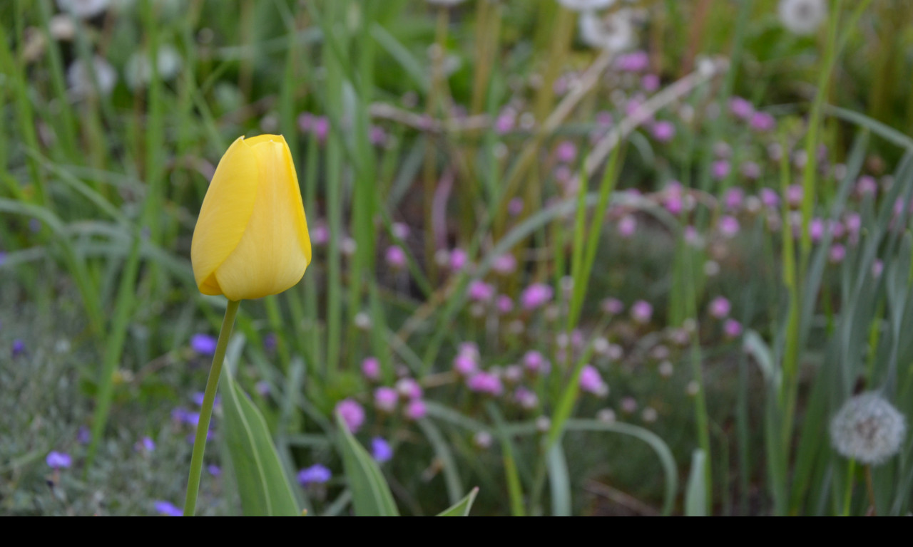 Tapeta zluty_tulipan_2