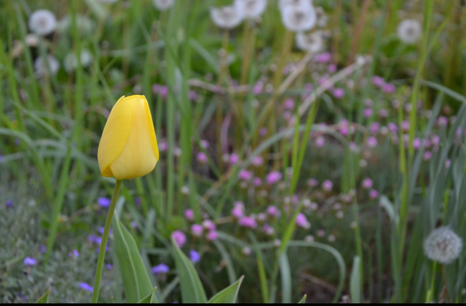 Tapeta zluty_tulipan_2