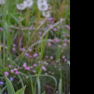 Tapeta zluty_tulipan_2