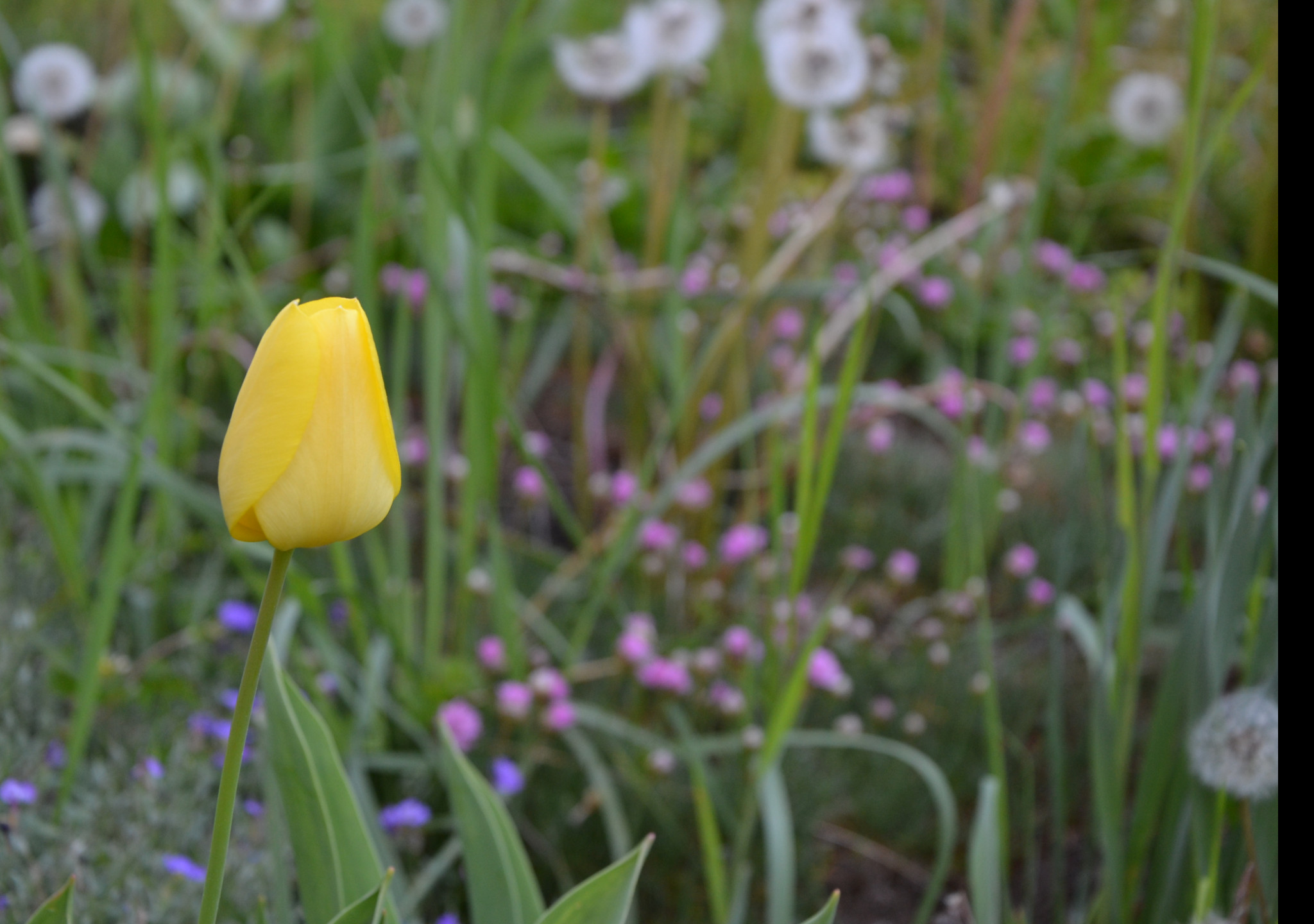 Tapeta zluty_tulipan_2