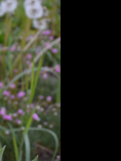 Tapeta zluty_tulipan_2