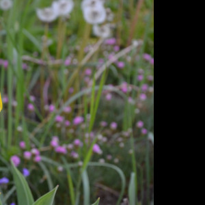 Tapeta zluty_tulipan_2