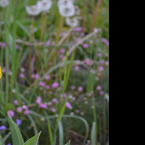 Tapeta zluty_tulipan_2