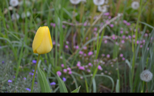 Tapeta zluty_tulipan_2