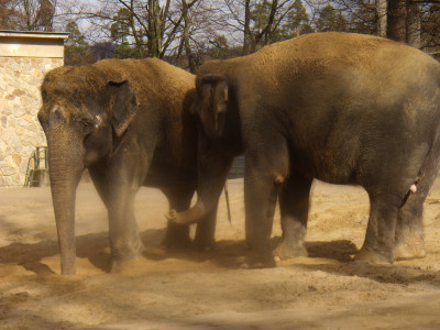 Tapeta: zoo Liberec