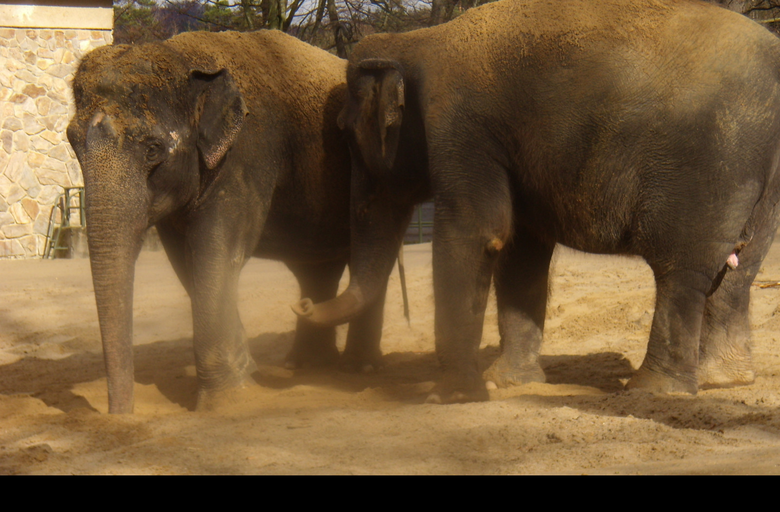 Tapeta zoo_liberec