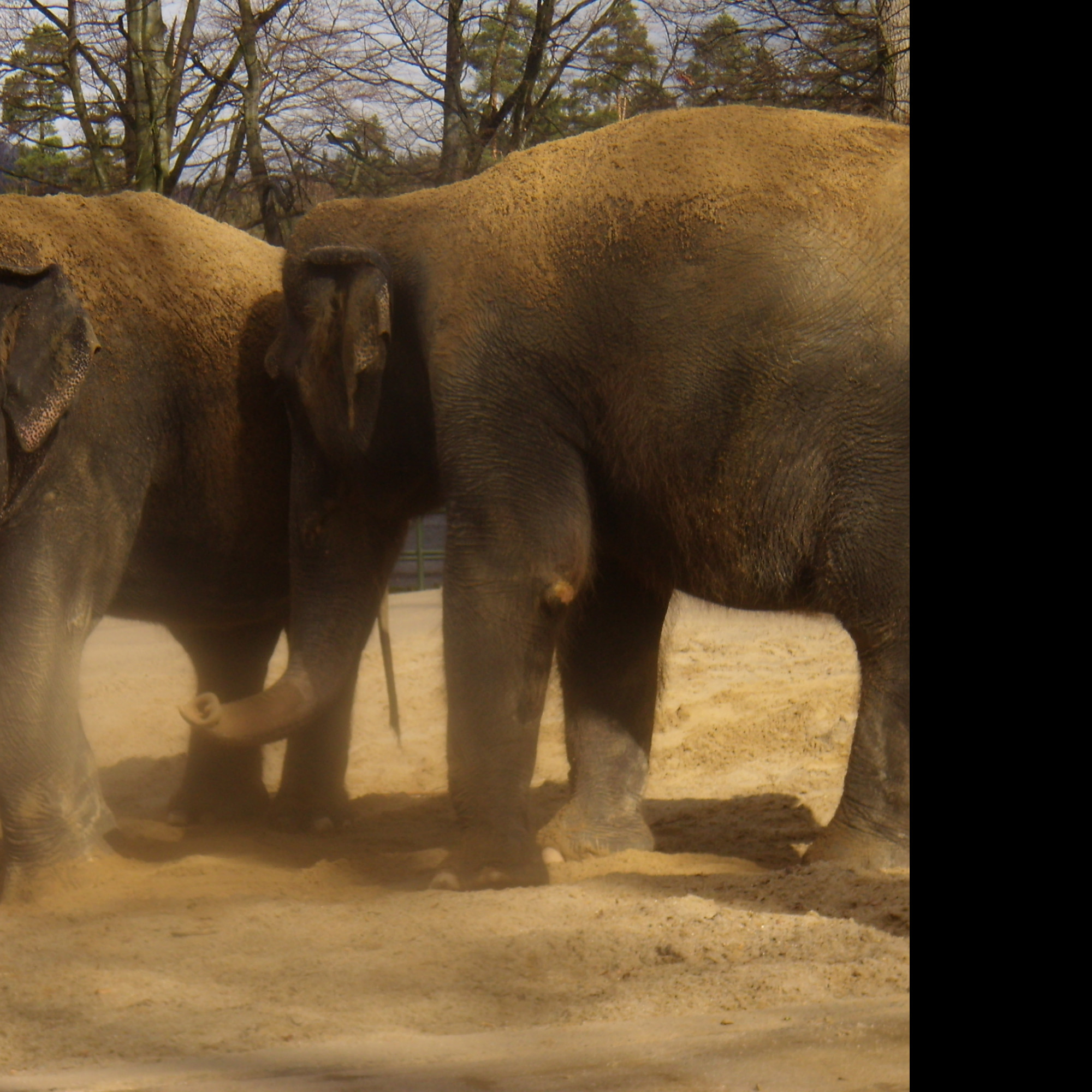 Tapeta zoo_liberec