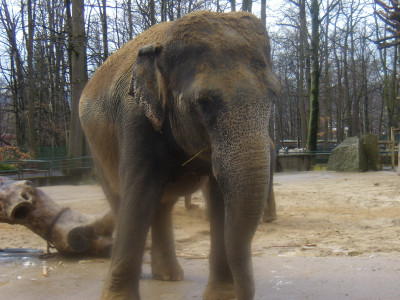 Tapeta: zoo Liberec 2