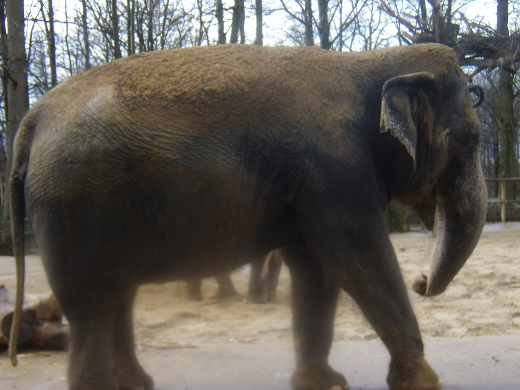 Tapeta zoo_liberec_3