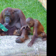 Tapeta zoo_oo