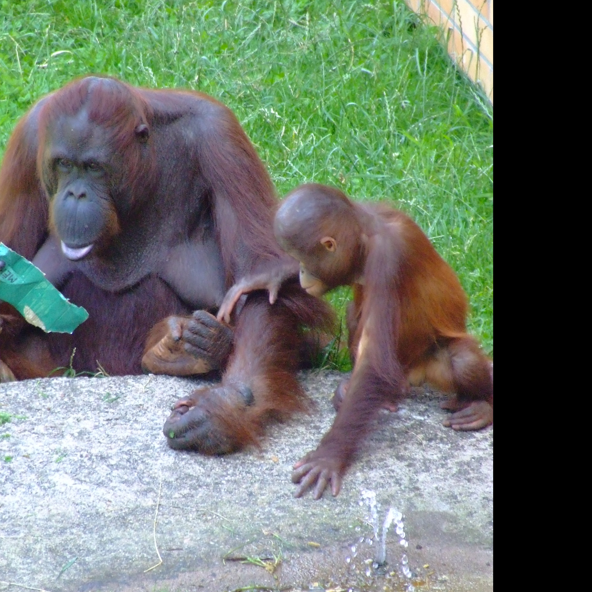 Tapeta zoo_oo