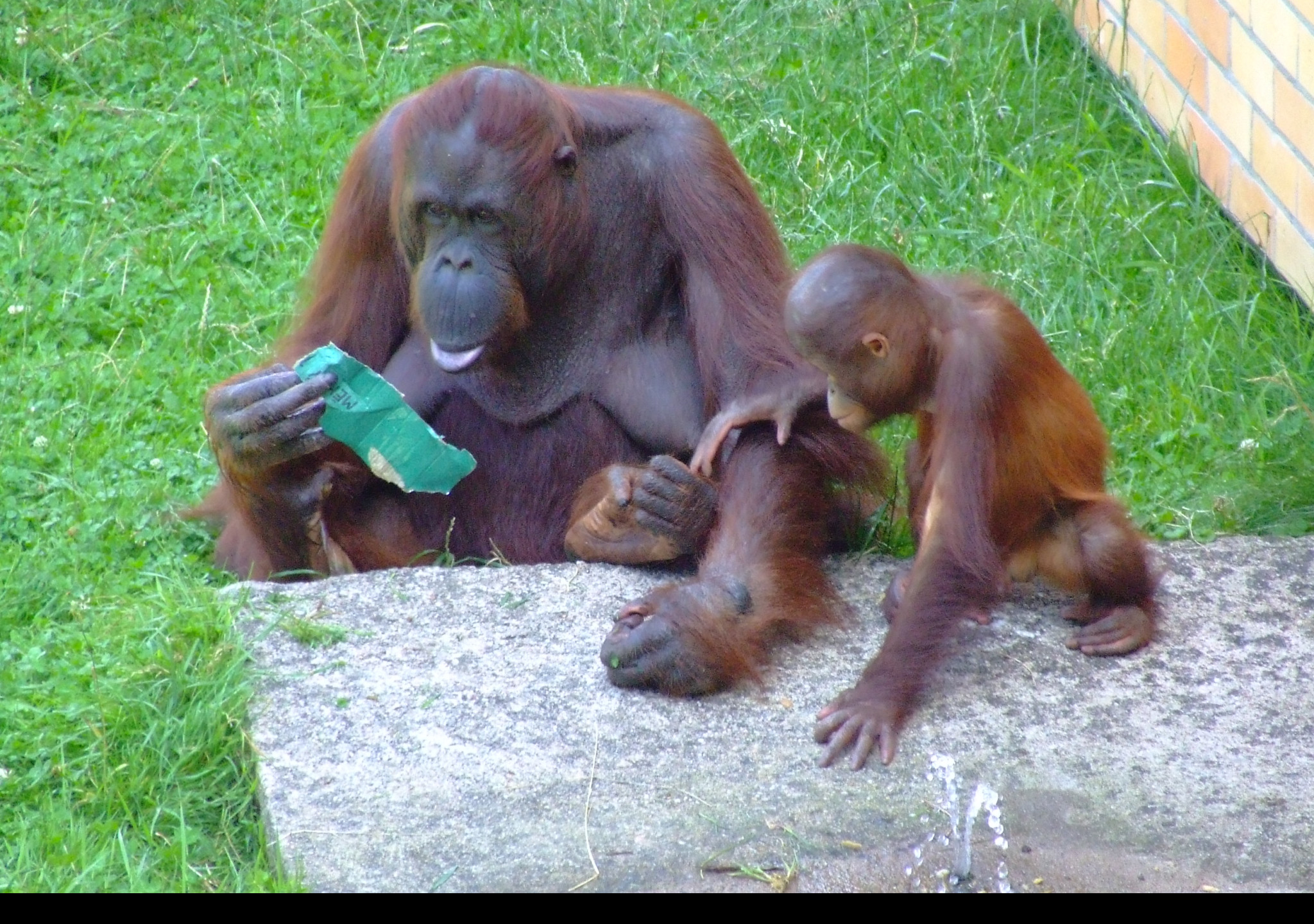 Tapeta zoo_oo
