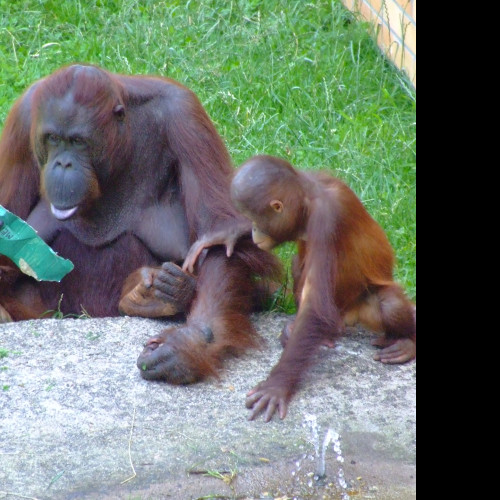 Tapeta zoo_oo