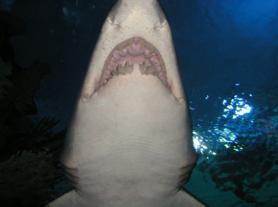 Tapeta: Žralok v terárku