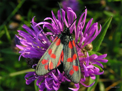 Tapeta: Zygaena filipendulae