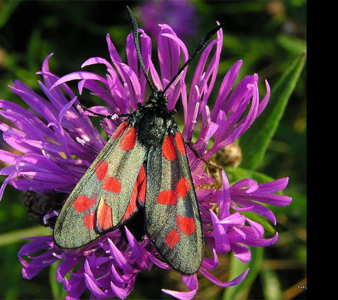 Tapeta zygaenafilipendulae