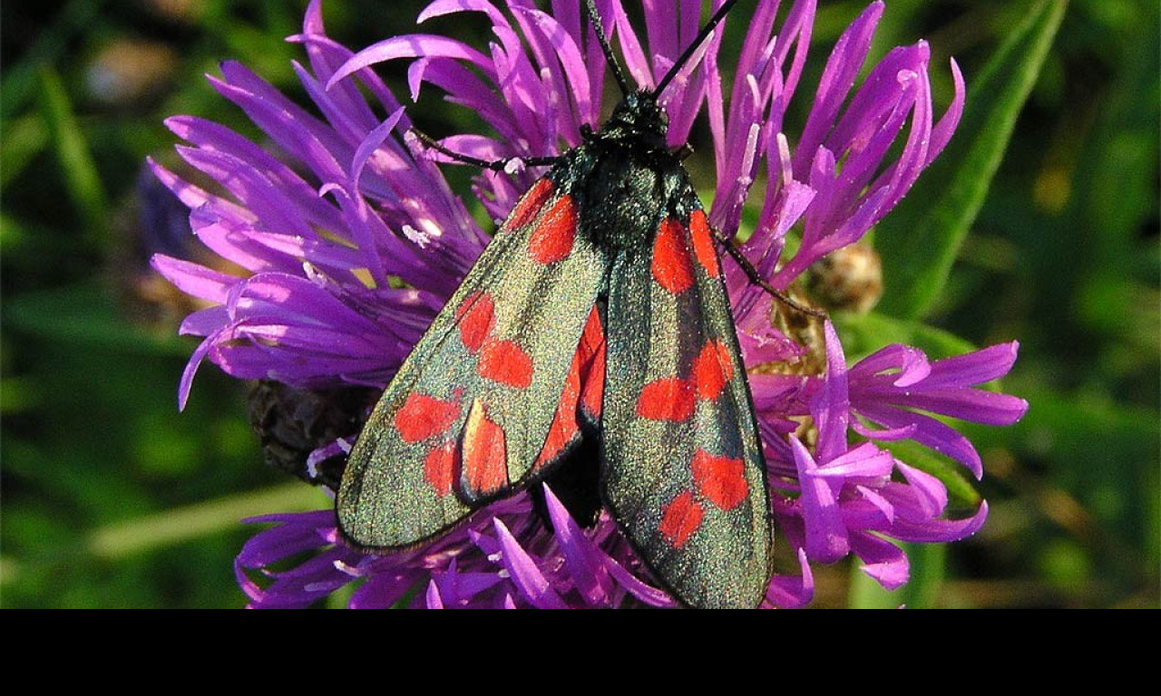 Tapeta zygaenafilipendulae