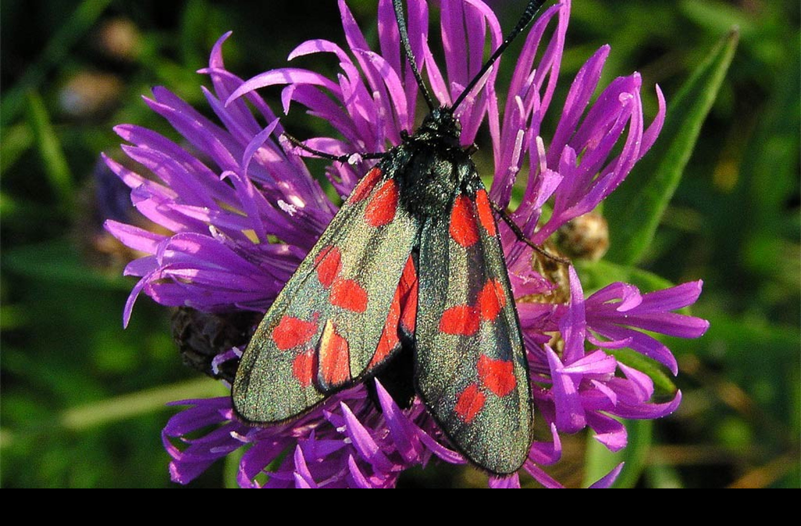 Tapeta zygaenafilipendulae