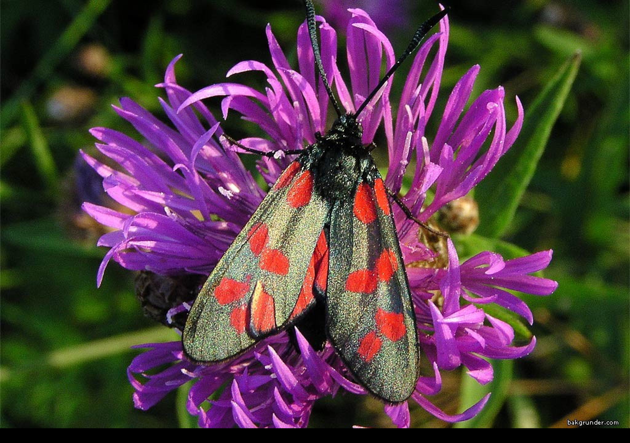 Tapeta zygaenafilipendulae